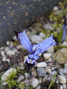 Iris reticulata 'Gordon', in Wurzerlsgarten