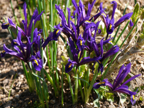 Iris reticulata in Wurzerlsgarten