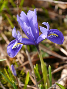 Iris reticulata 'Harmony', in Wurzerlsgarten
