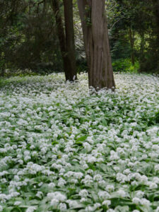 Allium ursinum, Bärlauch, Botanischer Garten München