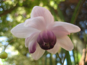 Anemonopsis macrophylla, Wurzerlsgarten