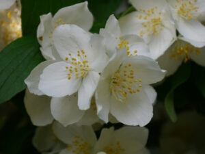 Mein Lieblingsduft - Philadelphus 'Belle Etoile'