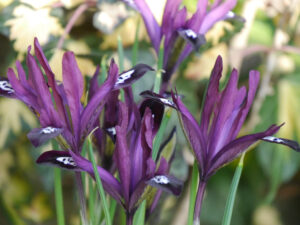 Iris reticulata 'Pauline', Wurzerlsgarten