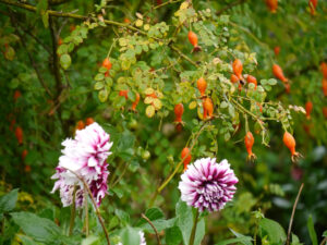 Die Wildrosen in der Violetten Rabatte haben im August schon Hagebutten gebildet in Sissinghurst