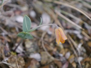 Fritillaria saldaensis, Endemit am Saldasee