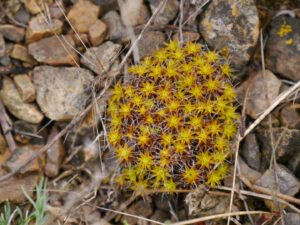 Syntrichia ruralis, Dach-Drehzahnmoos, Saldasee
