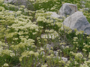 Lepidium draba L., Karacaören Baraj  gölü uzantisi