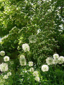 Cornus kousa chinensis 'Teutonia', Allium 'Mount Everest', Garten Pristin