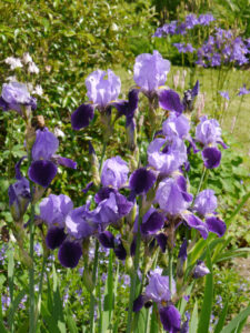 Iris croatica, Garten Pristin