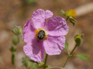 Cistus creticus, Antalya im Paeoniengarten