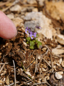 Viola heldreichiana, im Taurus