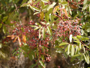 Pistacia terebinthus ssp. terebinthus, Terpentin-Pistazie, Termessos Örenyeri