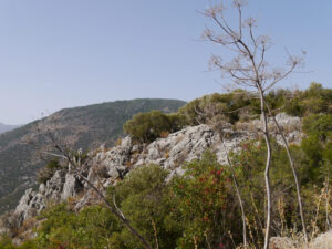 Ferula communis, Riesenfenchel, Termessos Örenyeri