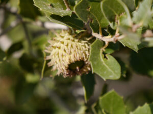 Quercus coccifera, Immergrüne Kermes-Eiche, Königsweg von Termessos