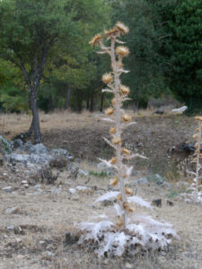 Onopordum acanthium, Eselsdistel, bei Termessos