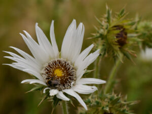 Berkheya cirsiifolia