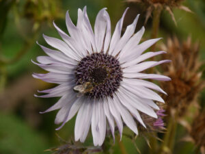 Berkheya purpurea, Purpurdistel