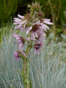 Berkheya purpurea, Purpurdistel