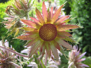 Berkheya purpurea, Purpurdistel, Wurzerlsgarten