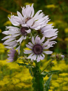 Berkheya purpurea, Purpurdistel