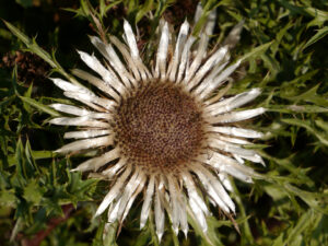 Carlina acaulis im Verblühen in Wurzerlsgarten