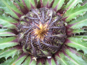 Carlina vulgaris im Aufblühen, Wurzerlsgarten