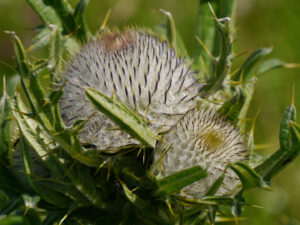 Cirsium eriophorum L., Wollige Kratzdistel,  Hochfelln, Gipfelrundweg