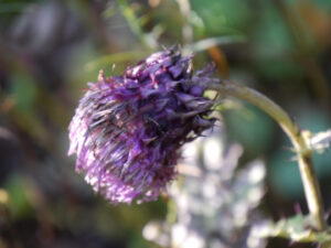Cirsium purpuratum, Japanische Kratzdistel, Wurzerlsgarten