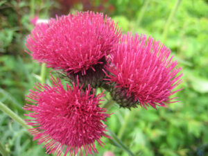 Cirsium rivulare 'Atropurpureum', Holehird Gardens