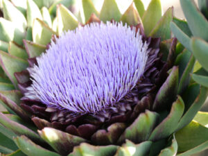 Cynara cardunculus var. scolymus aufgeblüht