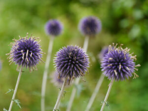 Echinops exaltatus, Drüsenlose Kugeldistel