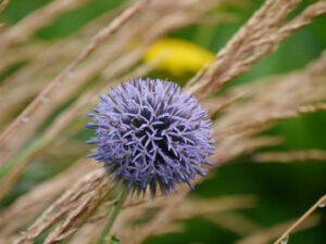 Echinops ritro 'Veitch's Blue'