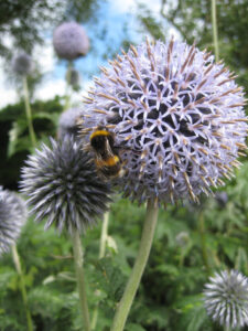 Echinops bannaticus, Kugeldistel