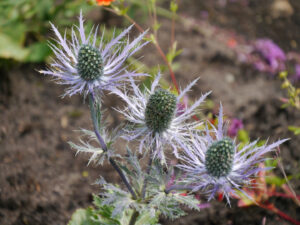 Eryngium alpinum 'Blue Star'