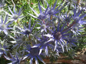 Eryngium bourgatii