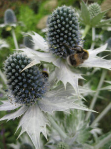 Eryngium giganteum 'Miss Willmott's Ghost',