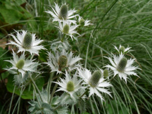 Eryngium giganteum