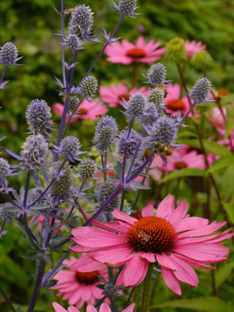 Eryngium planum,  Echinacea purpurea 'Magnus', im Staudenbeet