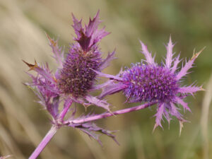 Eryngium laevenworthii, eine Kostbarkeit für den Steingarten
