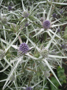 Eryngium tricuspidatum, Bot. Garten Oxford