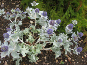 Eryngium maritimum, Bot. Garten Oxford