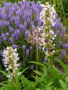 Morina longifolia, Wurzerlsgarten