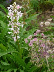 Morina longifolia, Wurzerlsgarten