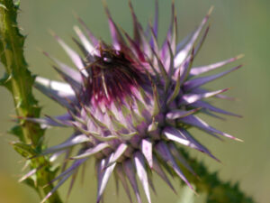 Onopordum acanthium L,, aufgehende Blüte im Taurusgebirge