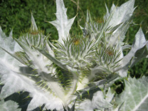 Onopordum acanthium, Crook Hall and Gardens
