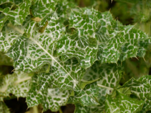 Silybum marianum, Mariendistel, Blatt-Textur