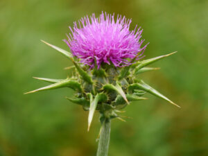 Silybum marianum, Mariendistel, Blüte