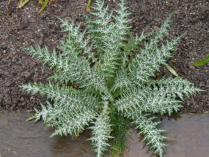 Silybum marianum, Mariendistel