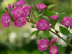 Rose 'Verdi' (Lensrose) im Garten Rückert