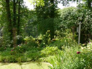 Im Garten Carola Rückert, rechts Rosa 'Lykkefund'